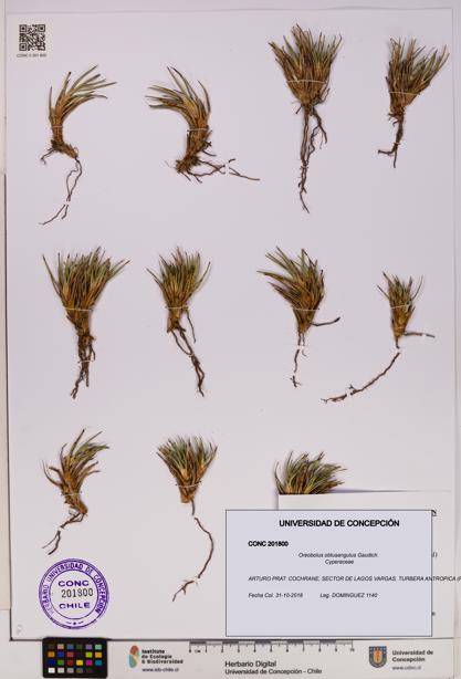 Oreobolus obtusangulus [Espécimen: UDEC:CONC:0201800]