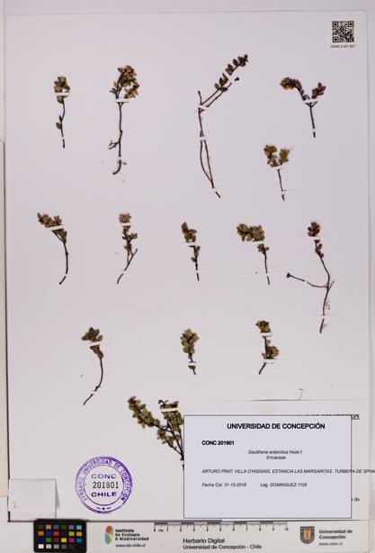 Gaultheria antarctica [Espécimen: UDEC:CONC:0201801]