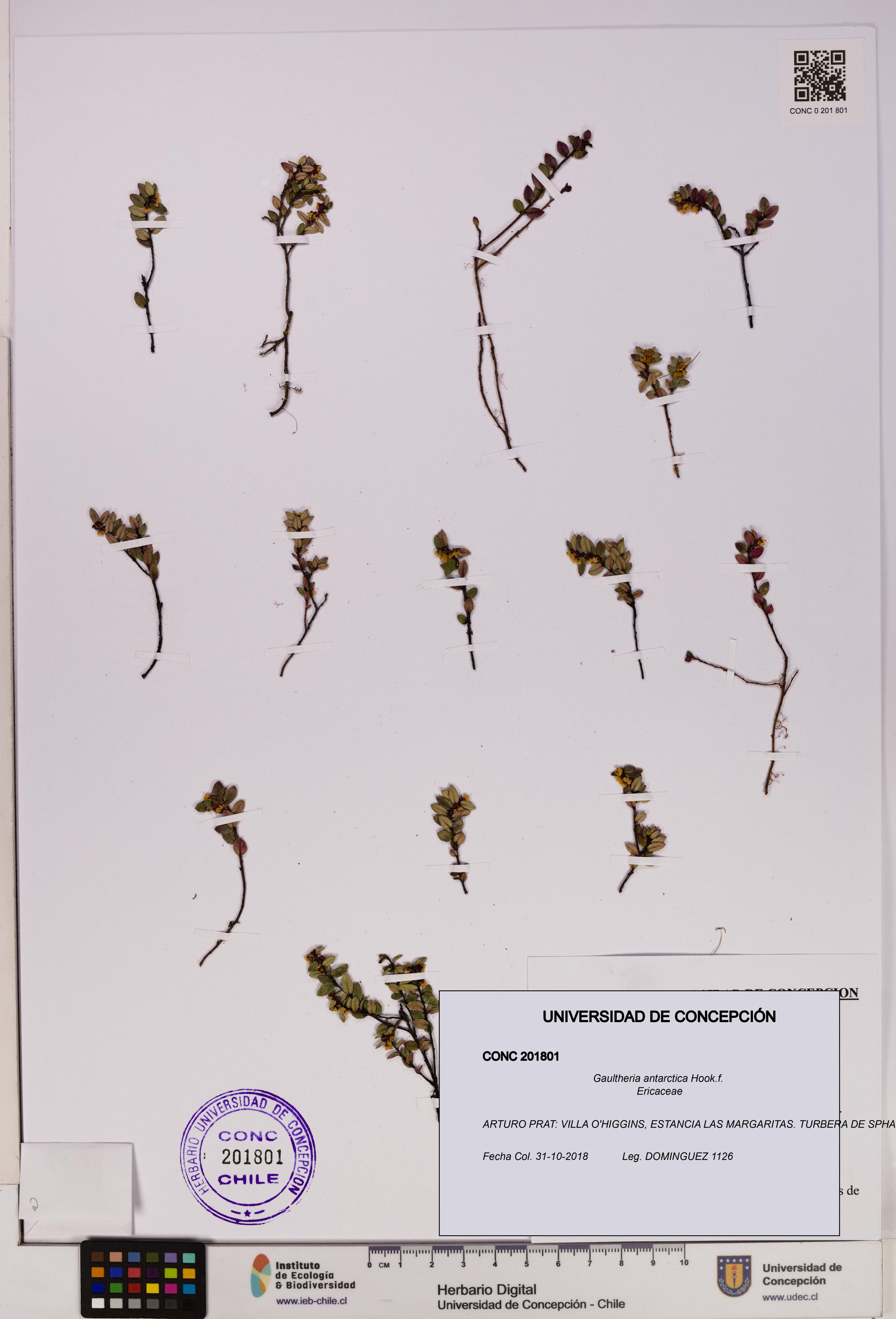 Gaultheria antarctica [Espécimen: UDEC:CONC:0201801]