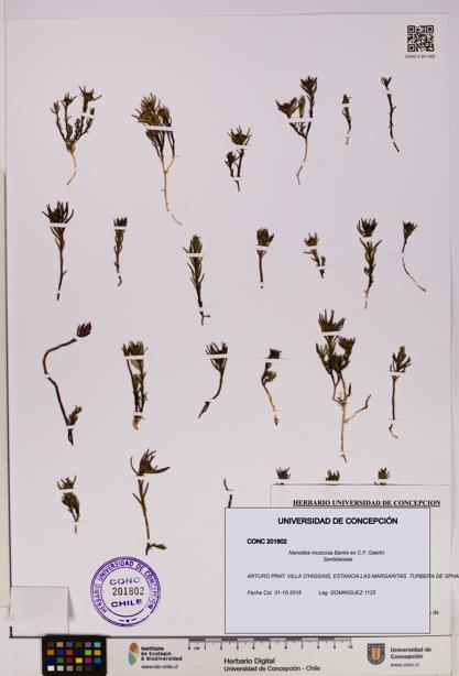 Nanodea muscosa [Espécimen: UDEC:CONC:0201802]