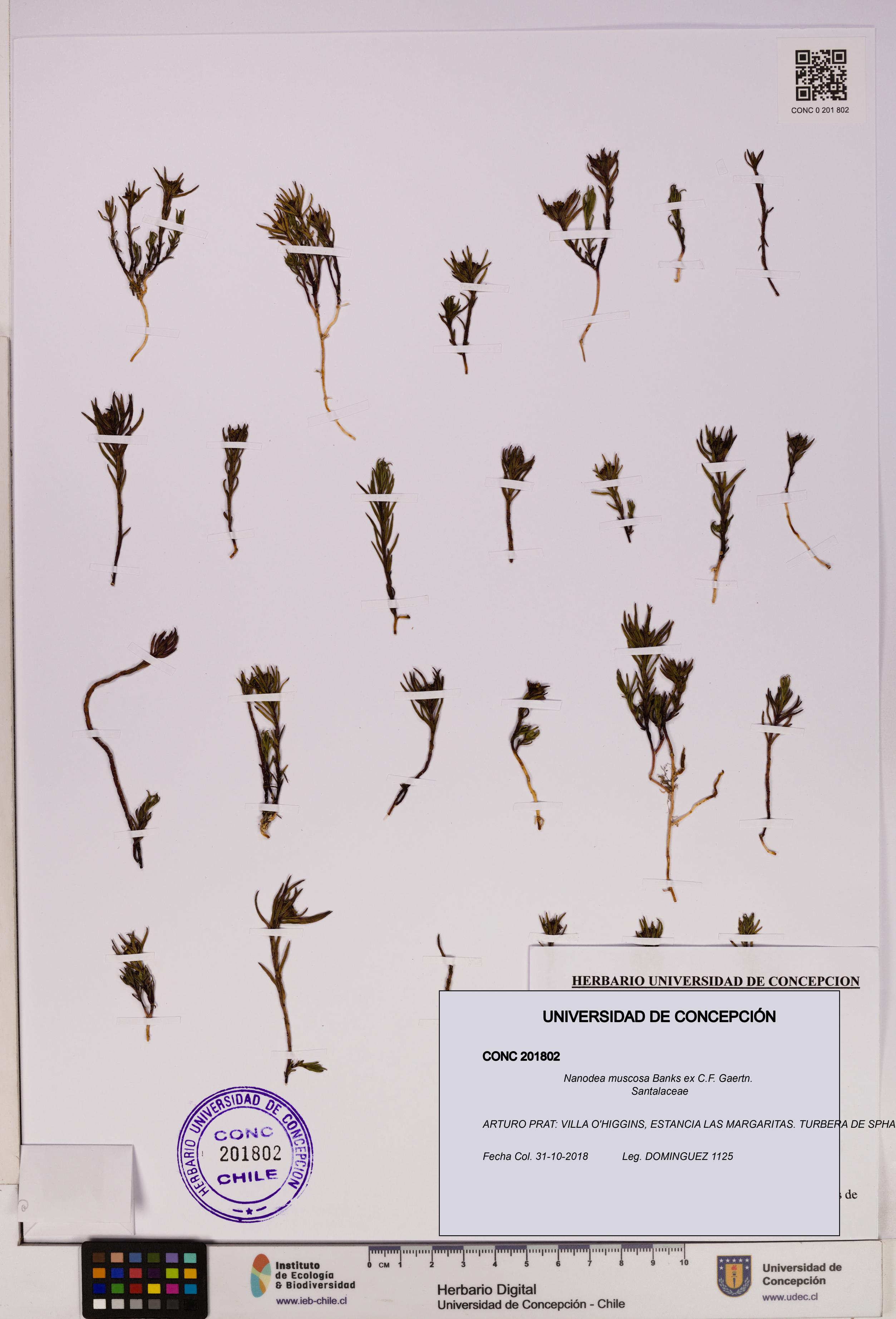 Nanodea muscosa [Espécimen: UDEC:CONC:0201802]