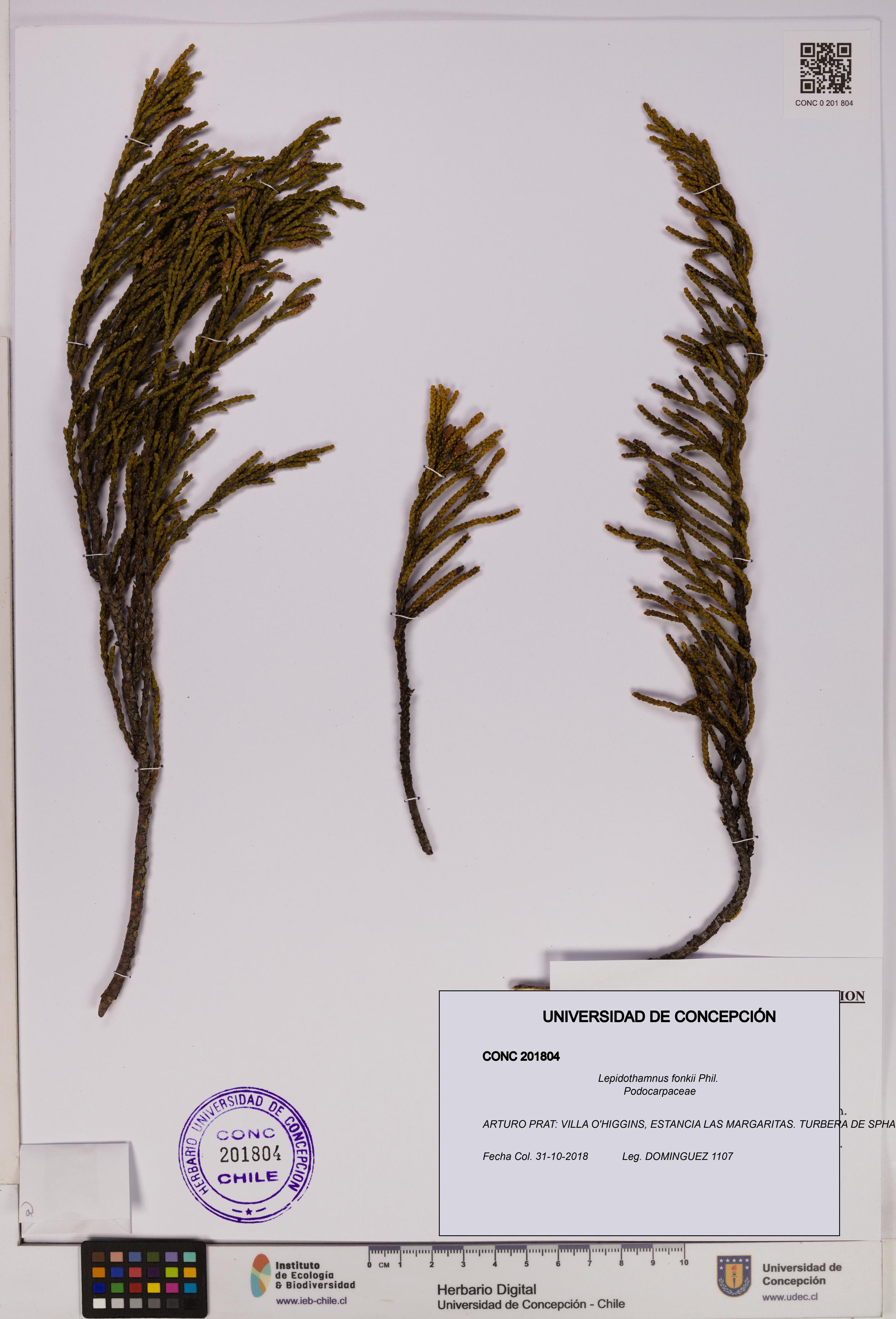 Lepidothamnus fonkii [Espécimen: UDEC:CONC:0201804]