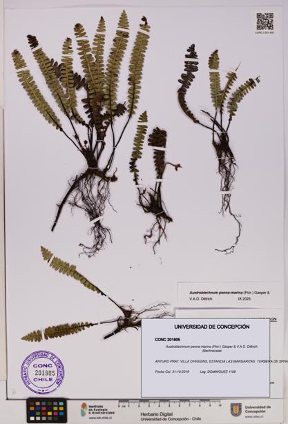 Austroblechnum penna-marina [Espécimen: UDEC:CONC:0201805]