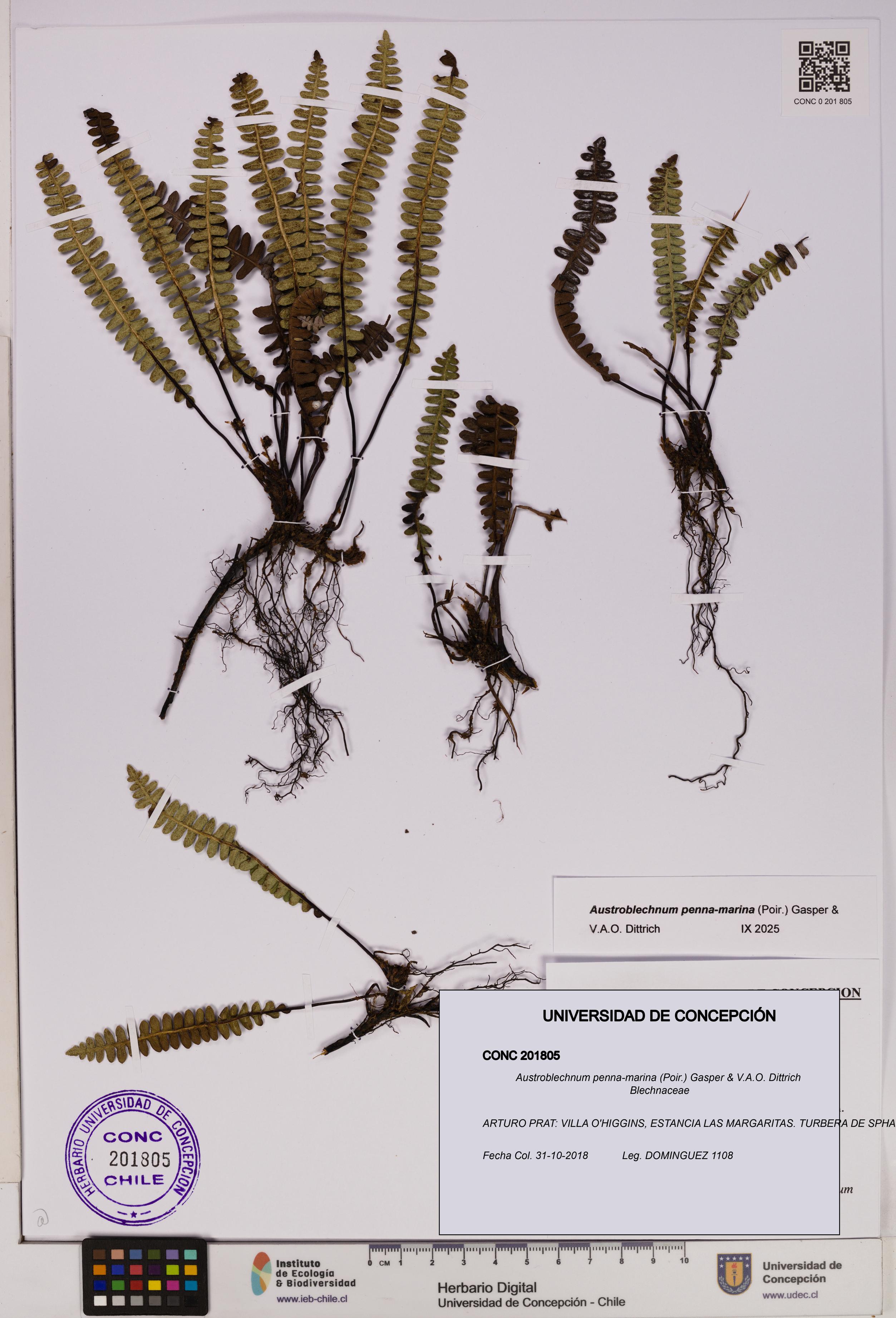 Austroblechnum penna-marina [Espécimen: UDEC:CONC:0201805]