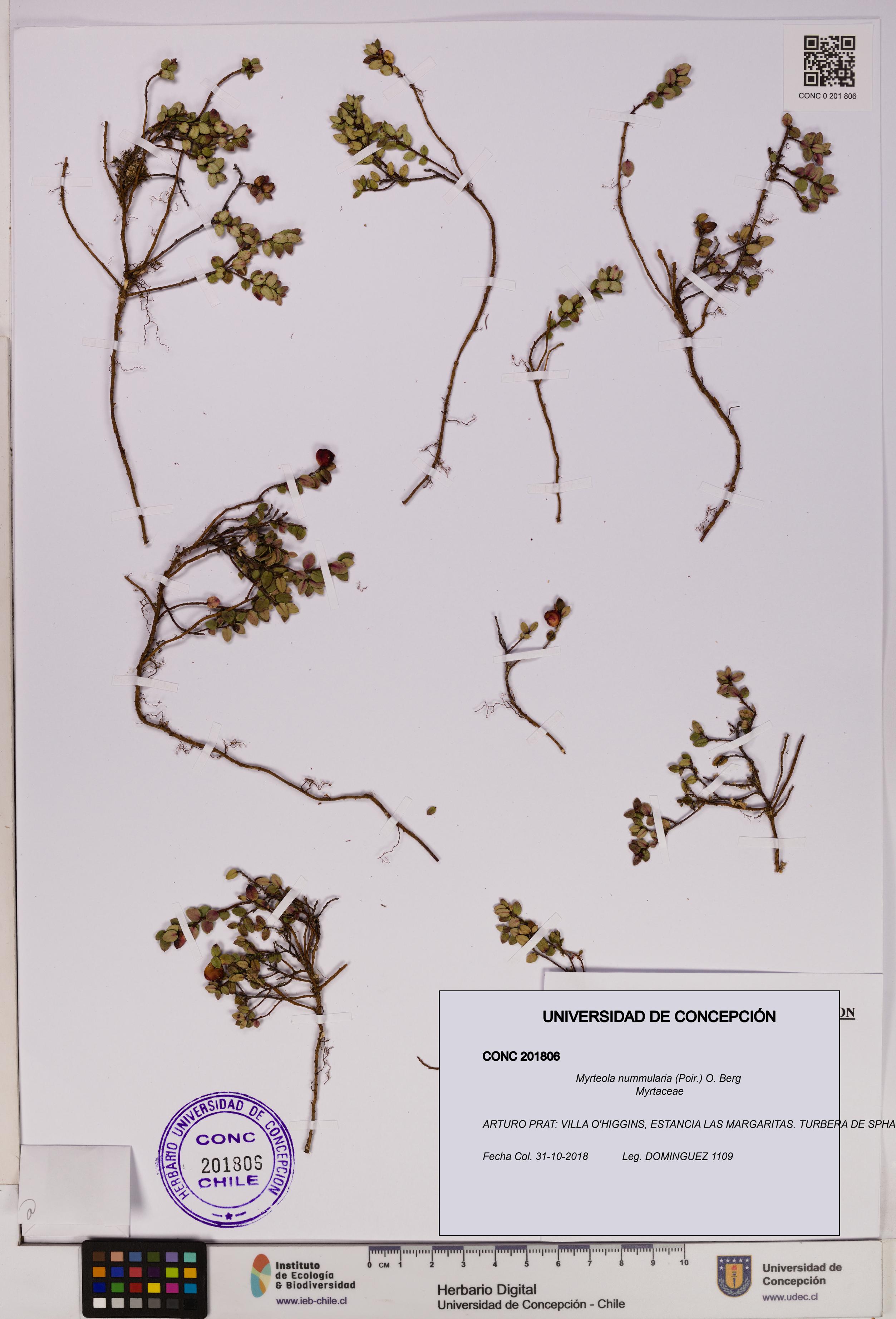 Myrteola nummularia [Espécimen: UDEC:CONC:0201806]