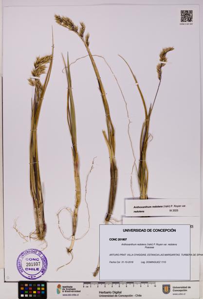 Anthoxanthum redolens var. redolens [Espécimen: UDEC:CONC:0201807]