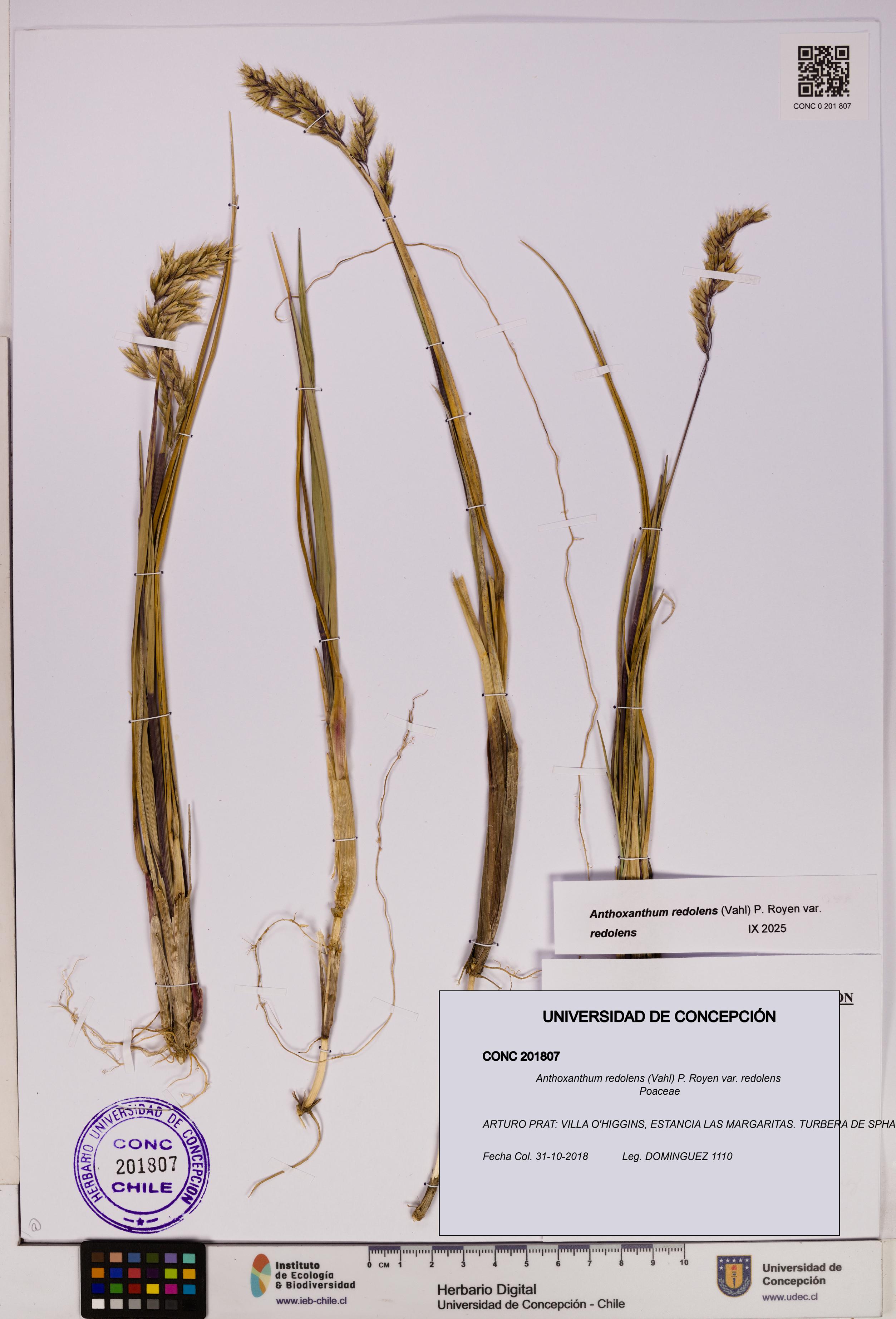 Anthoxanthum redolens var. redolens [Espécimen: UDEC:CONC:0201807]