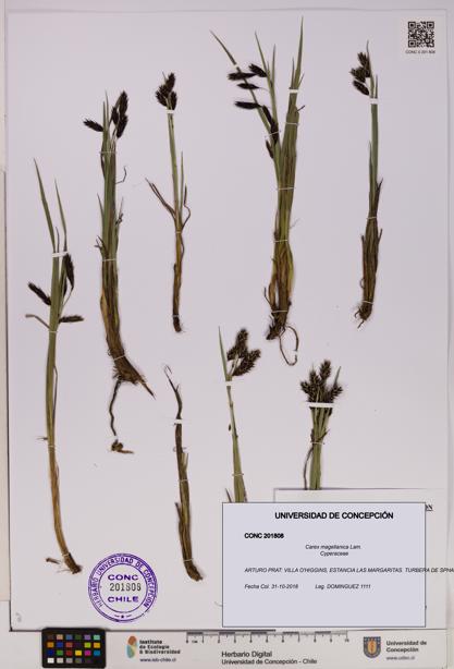 Carex magellanica [Espécimen: UDEC:CONC:0201808]