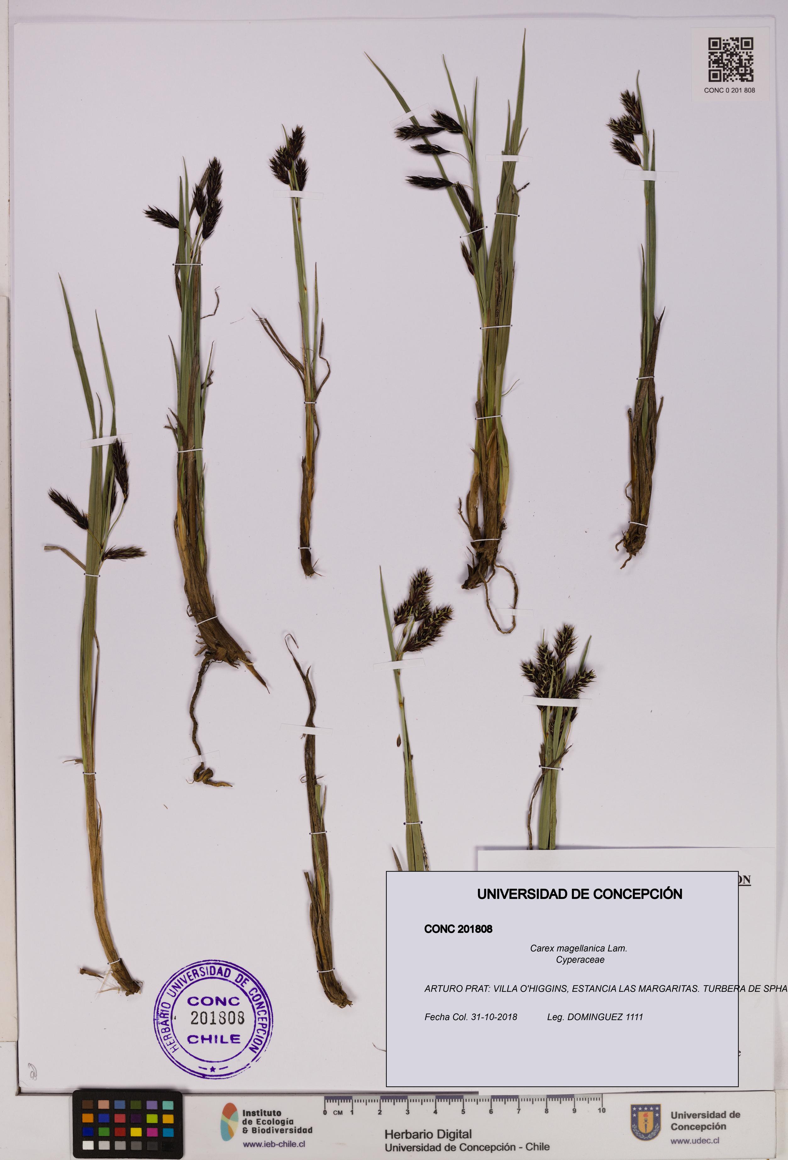 Carex magellanica [Espécimen: UDEC:CONC:0201808]