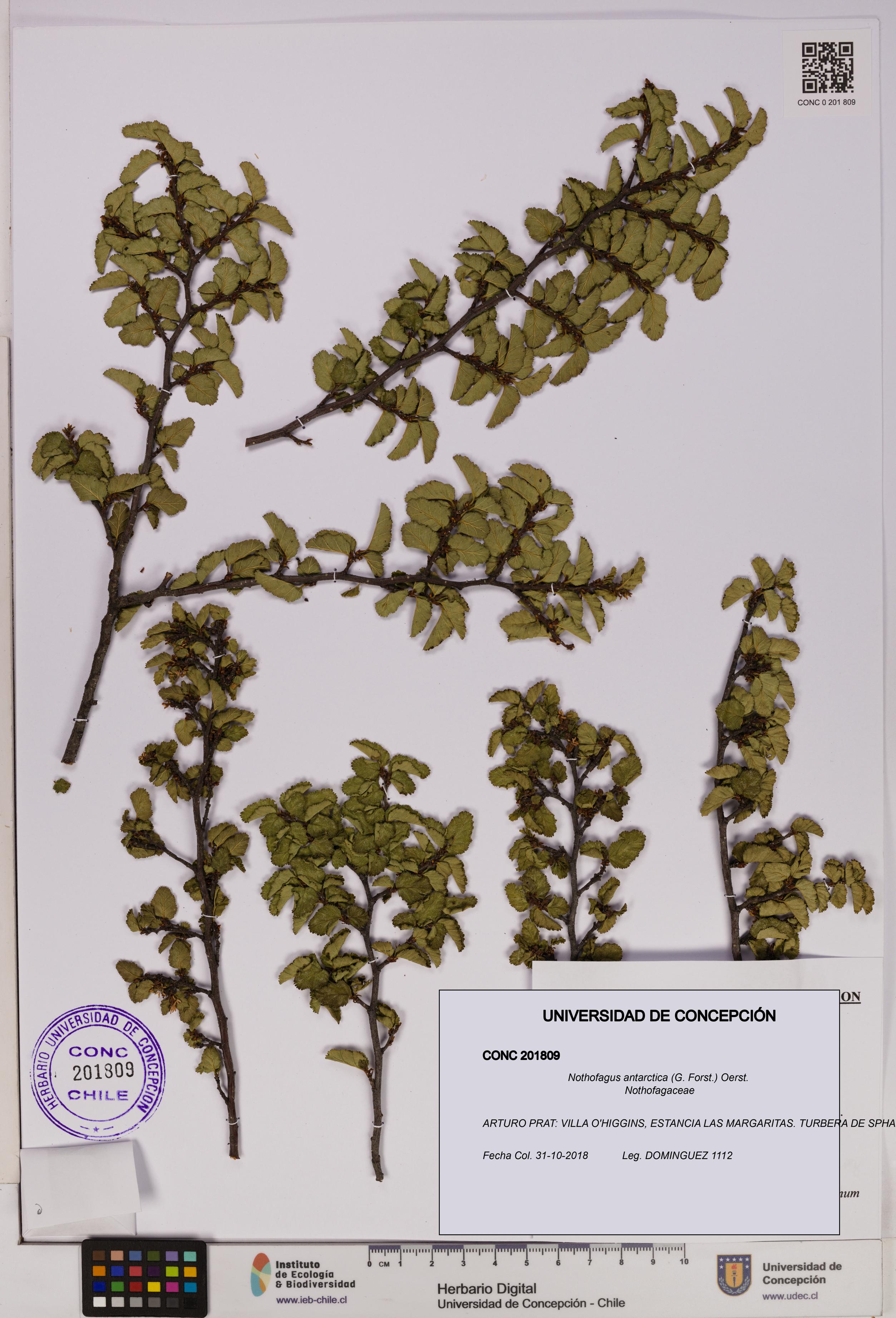 Nothofagus antarctica [Espécimen: UDEC:CONC:0201809]