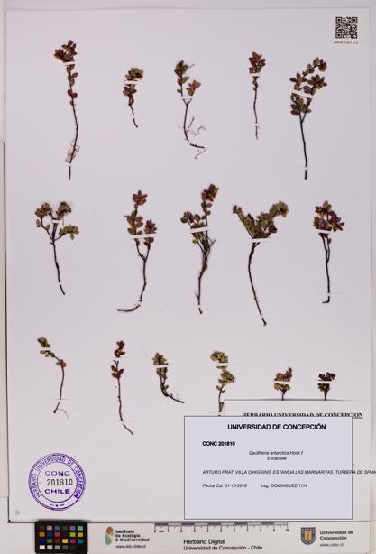 Gaultheria antarctica [Espécimen: UDEC:CONC:0201810]