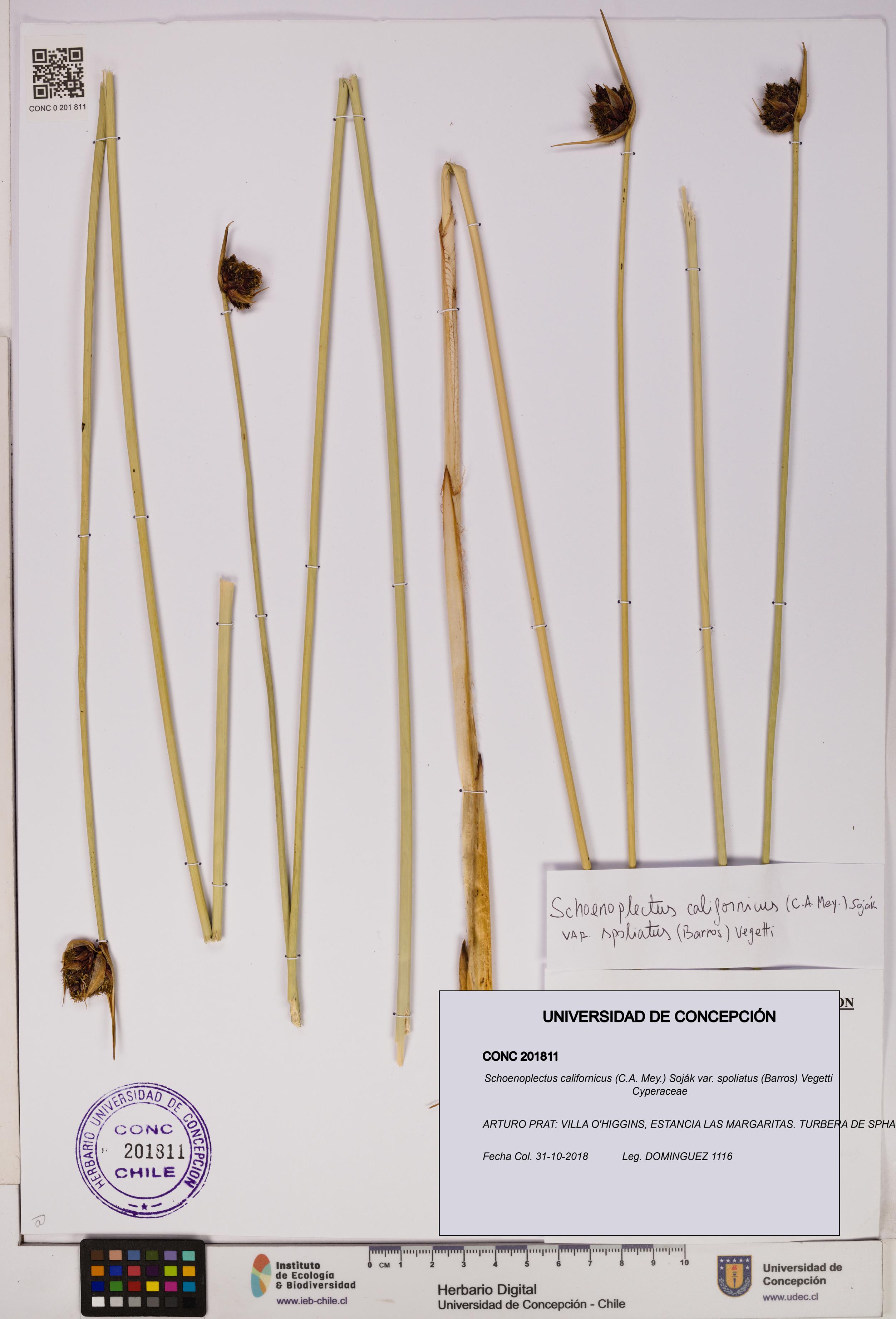 Schoenoplectus californicus var. spoliatus [Espécimen: UDEC:CONC:0201811]