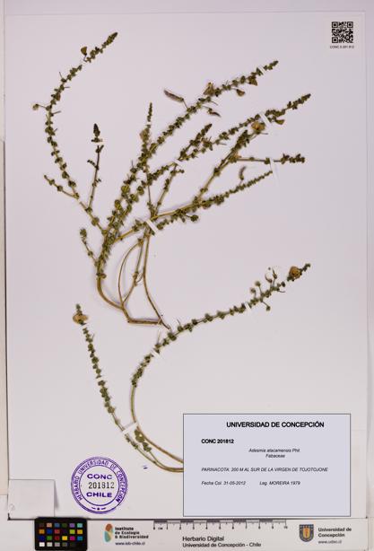 Adesmia atacamensis [Espécimen: UDEC:CONC:0201812]