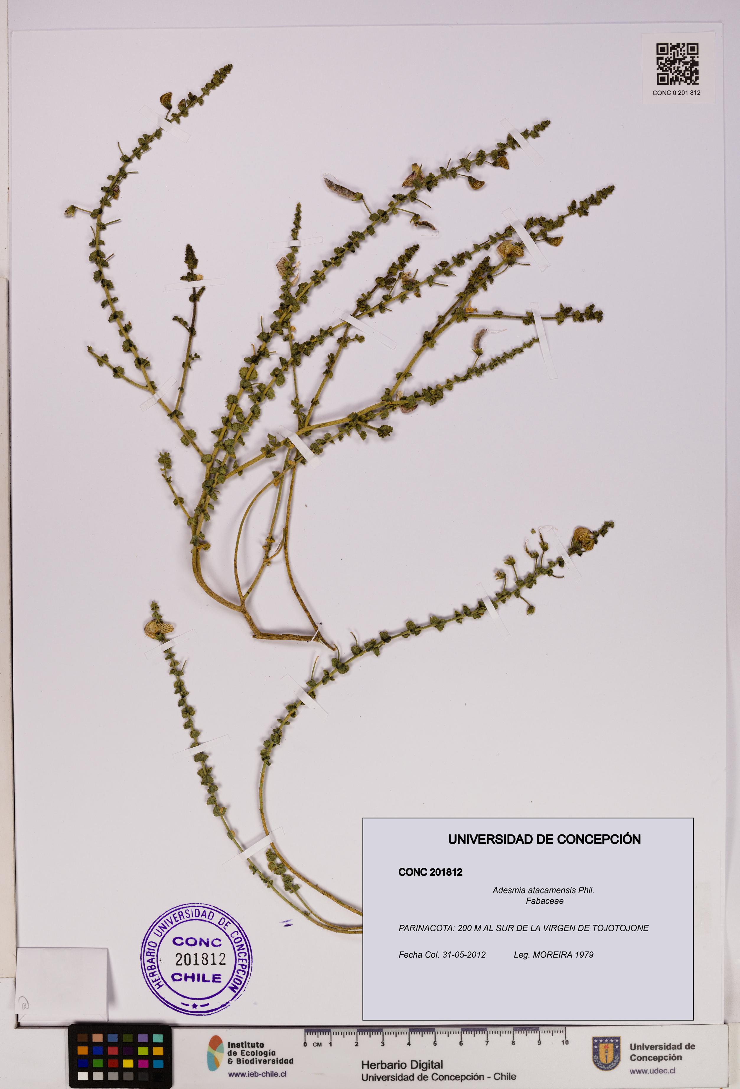Adesmia atacamensis [Espécimen: UDEC:CONC:0201812]
