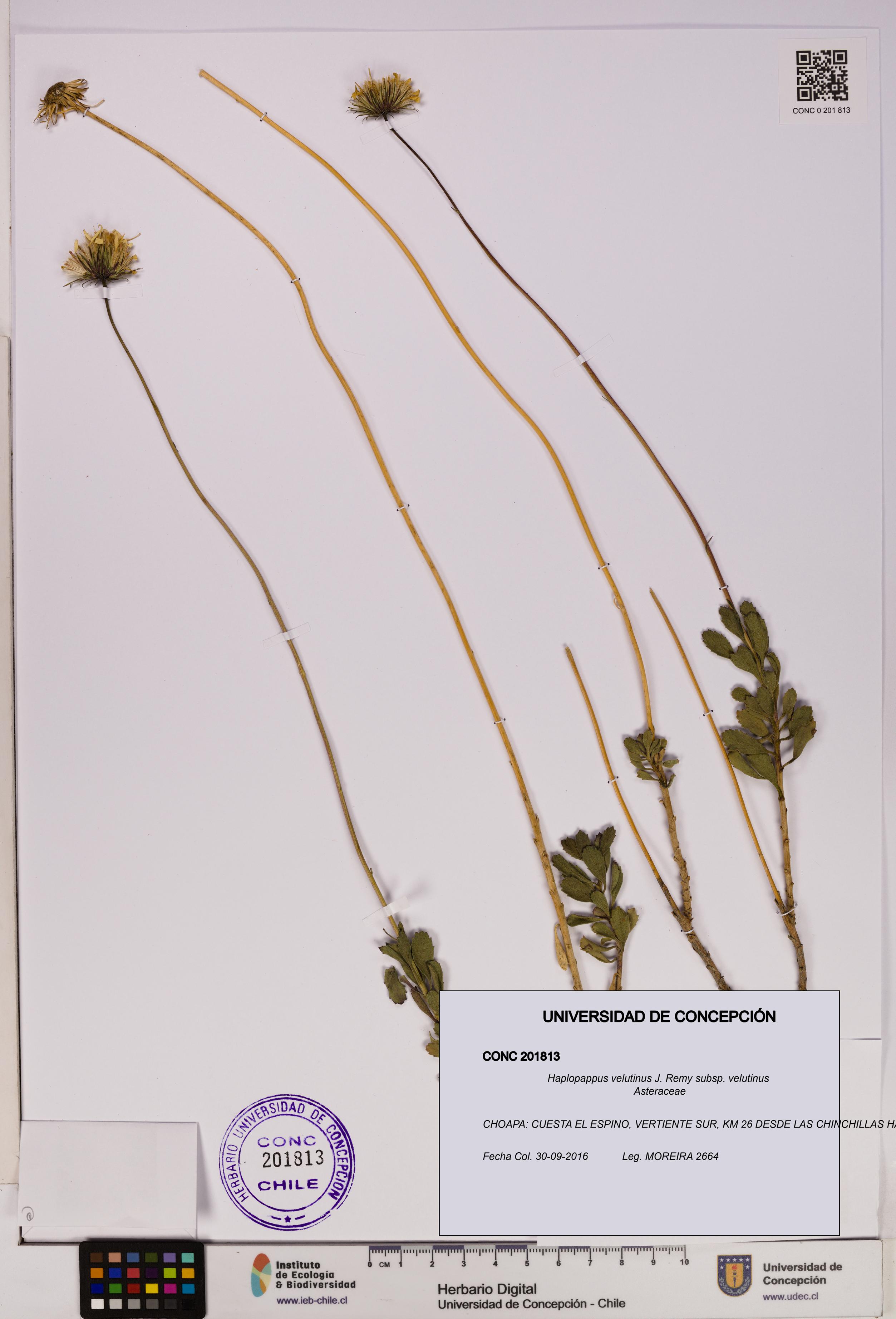 Haplopappus velutinus subsp. velutinus [Espécimen: UDEC:CONC:0201813]