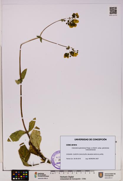 Calceolaria glandulosa subsp. glandulosa [Espécimen: UDEC:CONC:0201814]