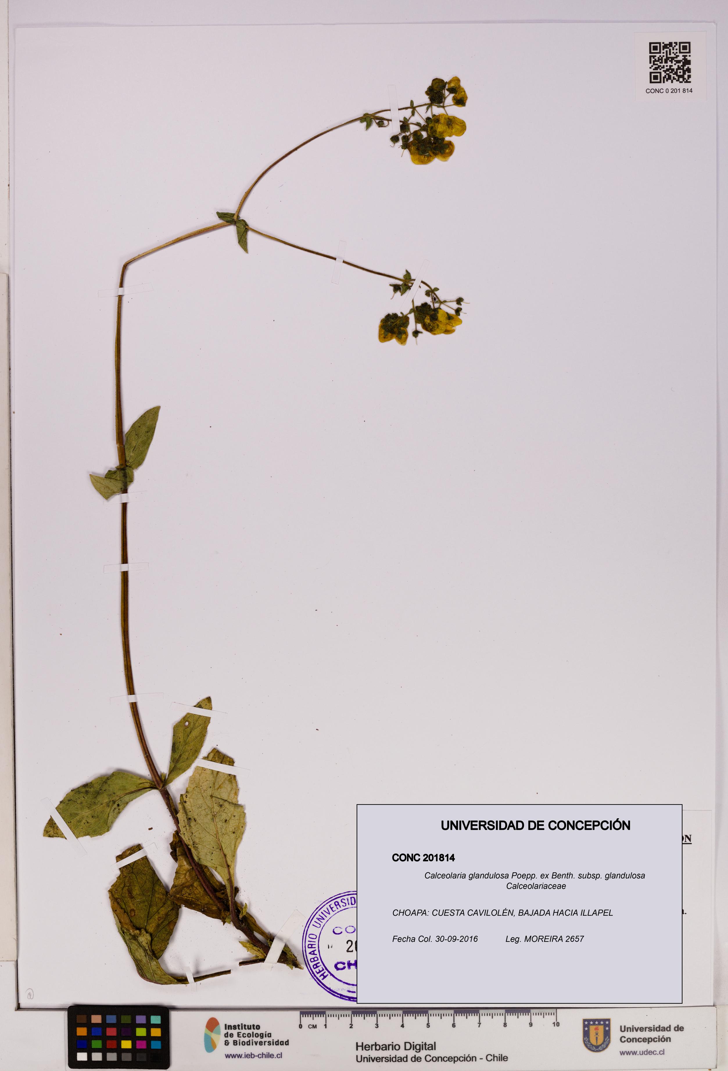 Calceolaria glandulosa subsp. glandulosa [Espécimen: UDEC:CONC:0201814]