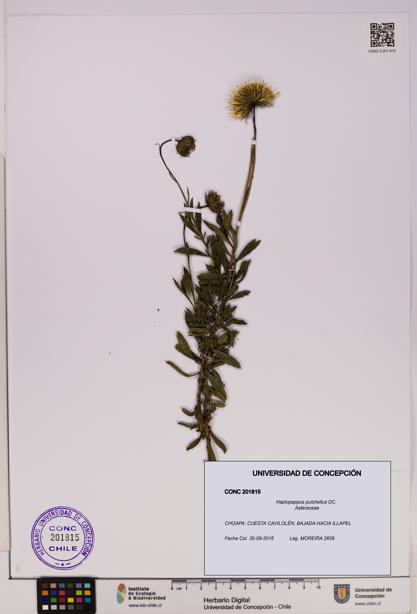 Haplopappus pulchellus [Espécimen: UDEC:CONC:0201815]
