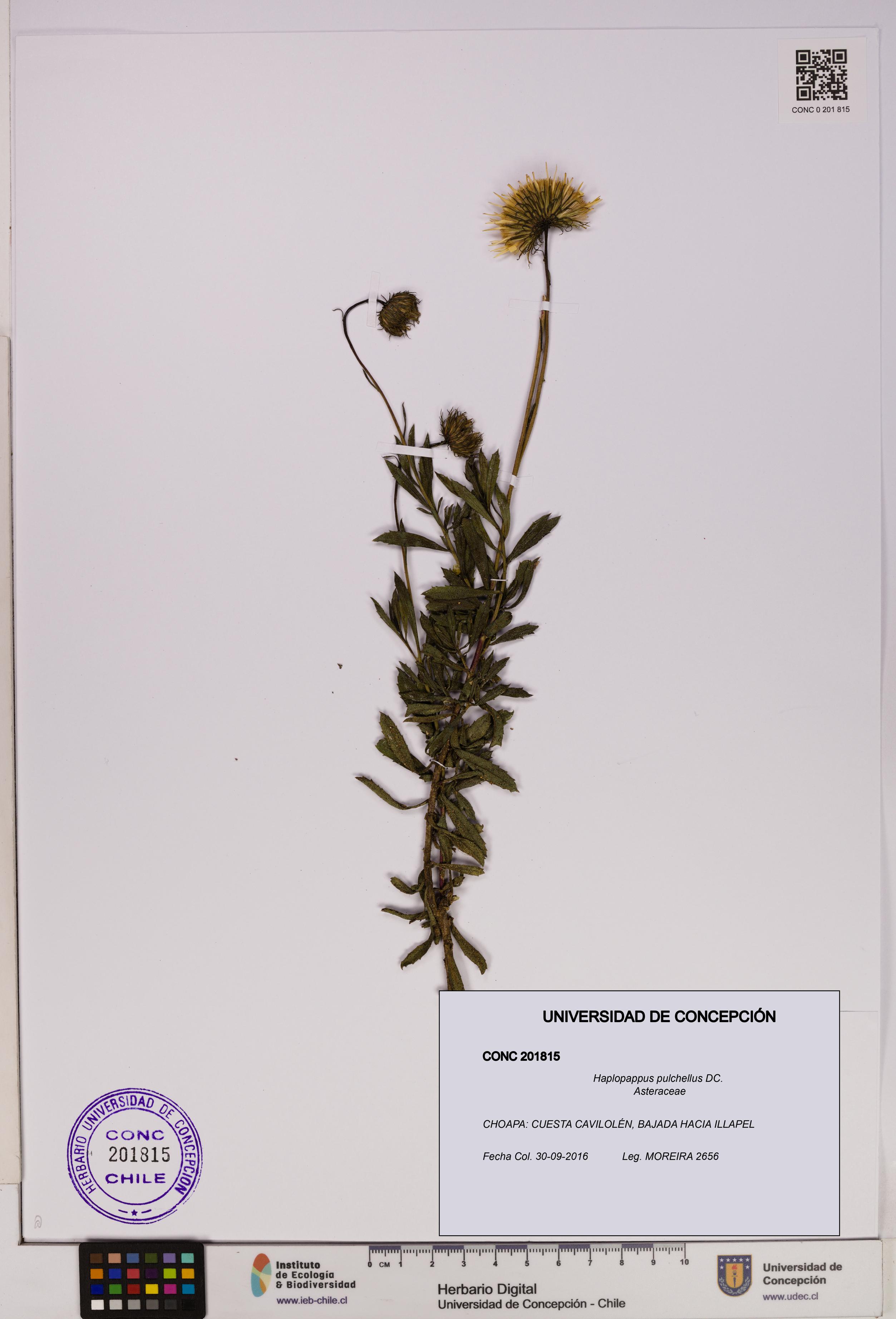 Haplopappus pulchellus [Espécimen: UDEC:CONC:0201815]