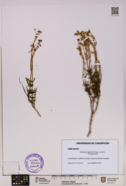 Calceolaria hypericina [Espécimen: UDEC:CONC:0201816]