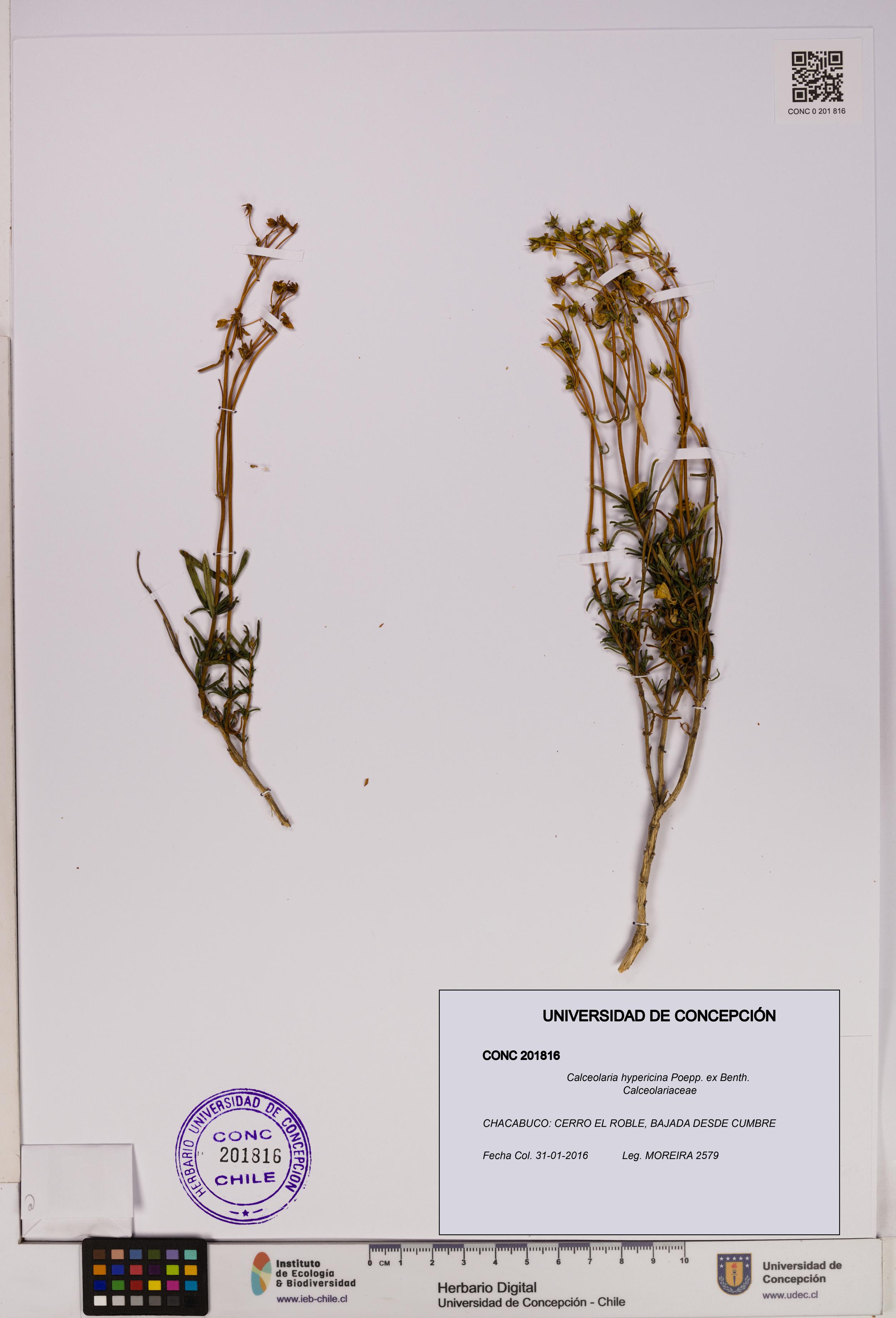 Calceolaria hypericina [Espécimen: UDEC:CONC:0201816]