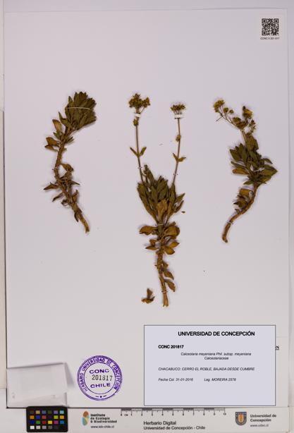 Calceolaria meyeniana subsp. meyeniana [Espécimen: UDEC:CONC:0201817]