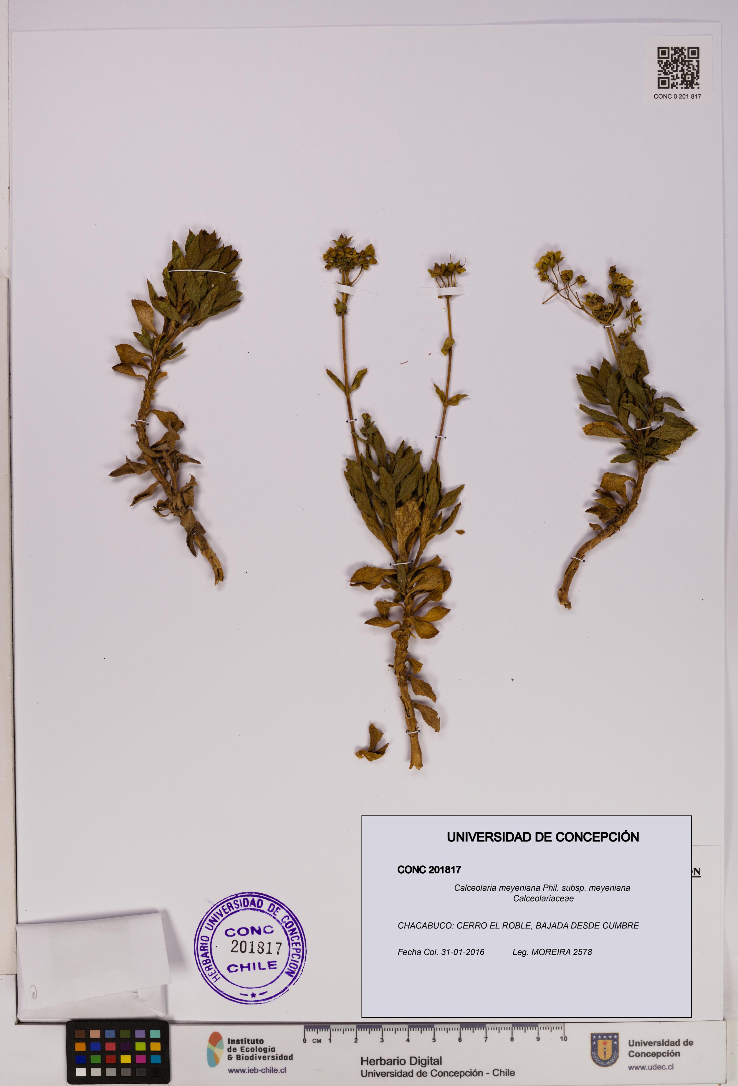 Calceolaria meyeniana subsp. meyeniana [Espécimen: UDEC:CONC:0201817]