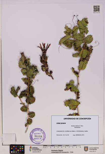 Mutisia latifolia [Espécimen: UDEC:CONC:0201819]