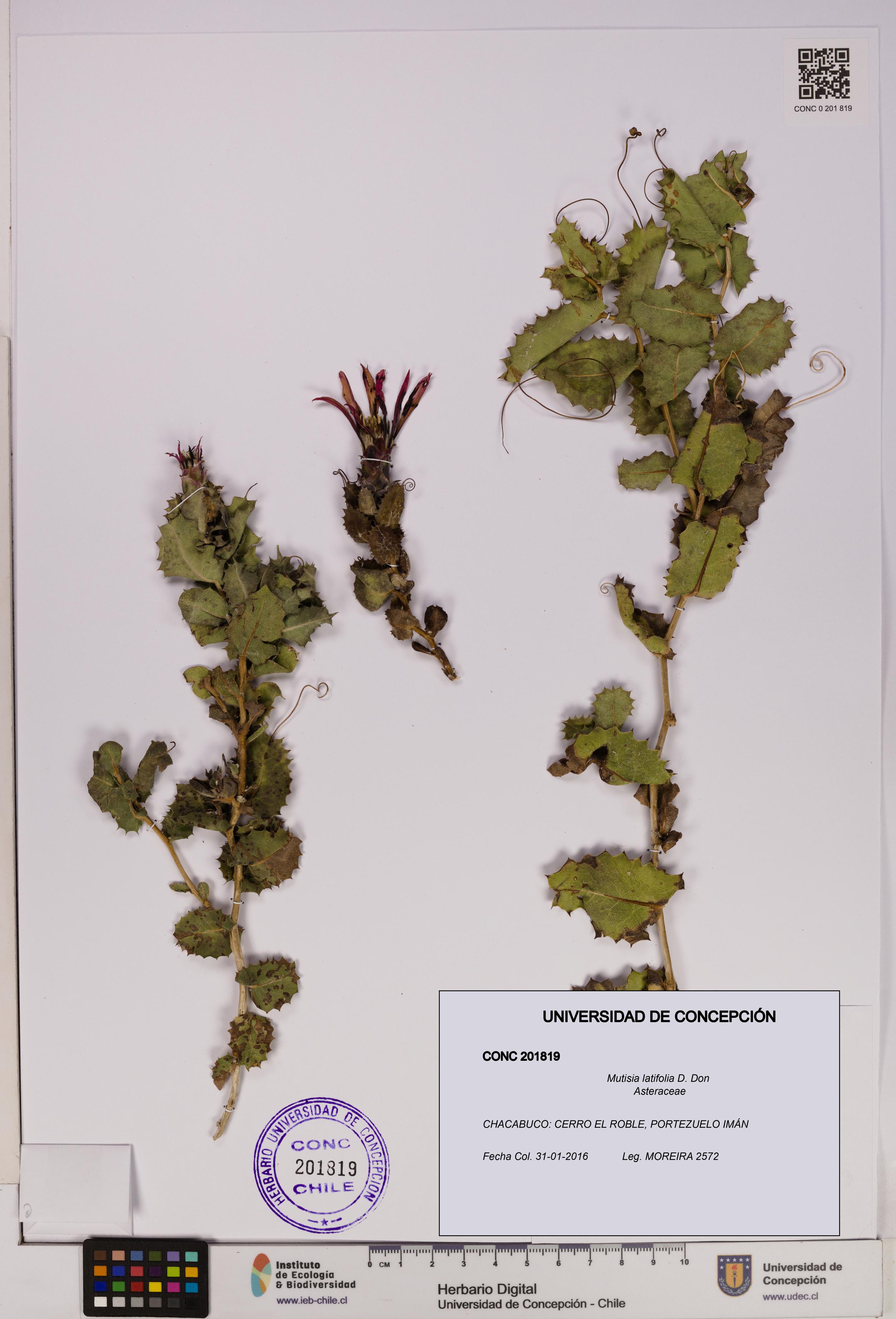 Mutisia latifolia [Espécimen: UDEC:CONC:0201819]