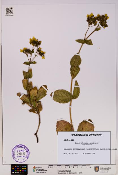 Calceolaria flavida [Espécimen: UDEC:CONC:0201820]