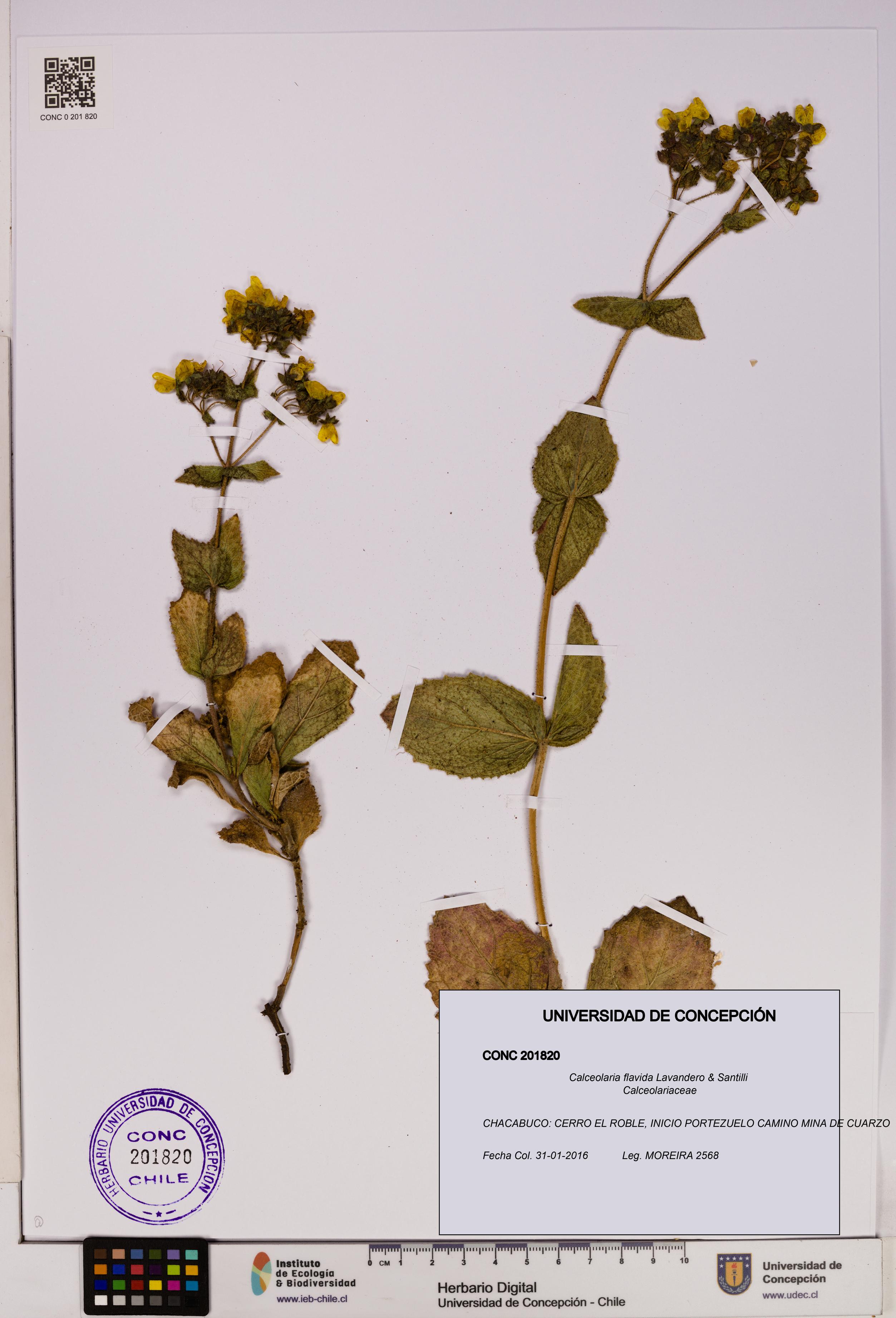 Calceolaria flavida [Espécimen: UDEC:CONC:0201820]
