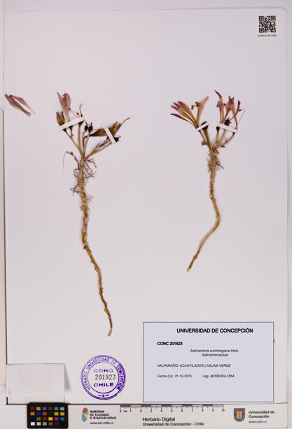 Alstroemeria cummingiana [Espécimen: UDEC:CONC:0201823]