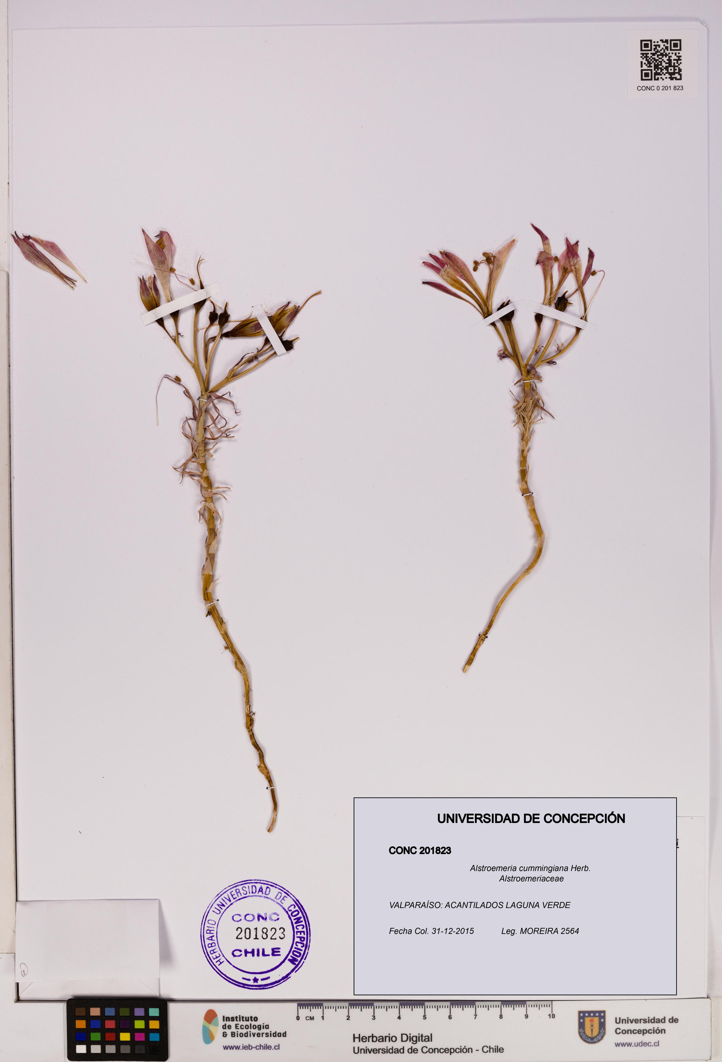 Alstroemeria cummingiana [Espécimen: UDEC:CONC:0201823]