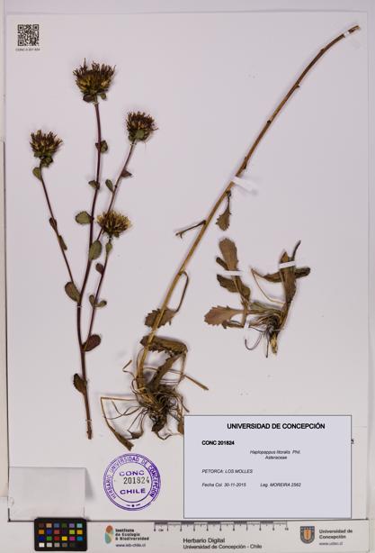 Haplopappus litoralis [Espécimen: UDEC:CONC:0201824]