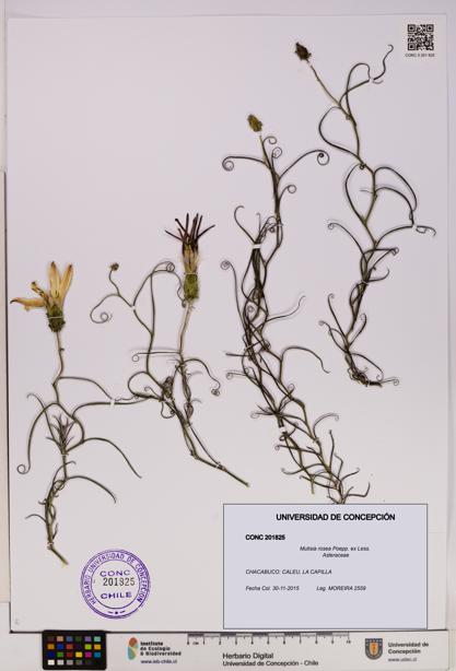 Mutisia rosea [Espécimen: UDEC:CONC:0201825]