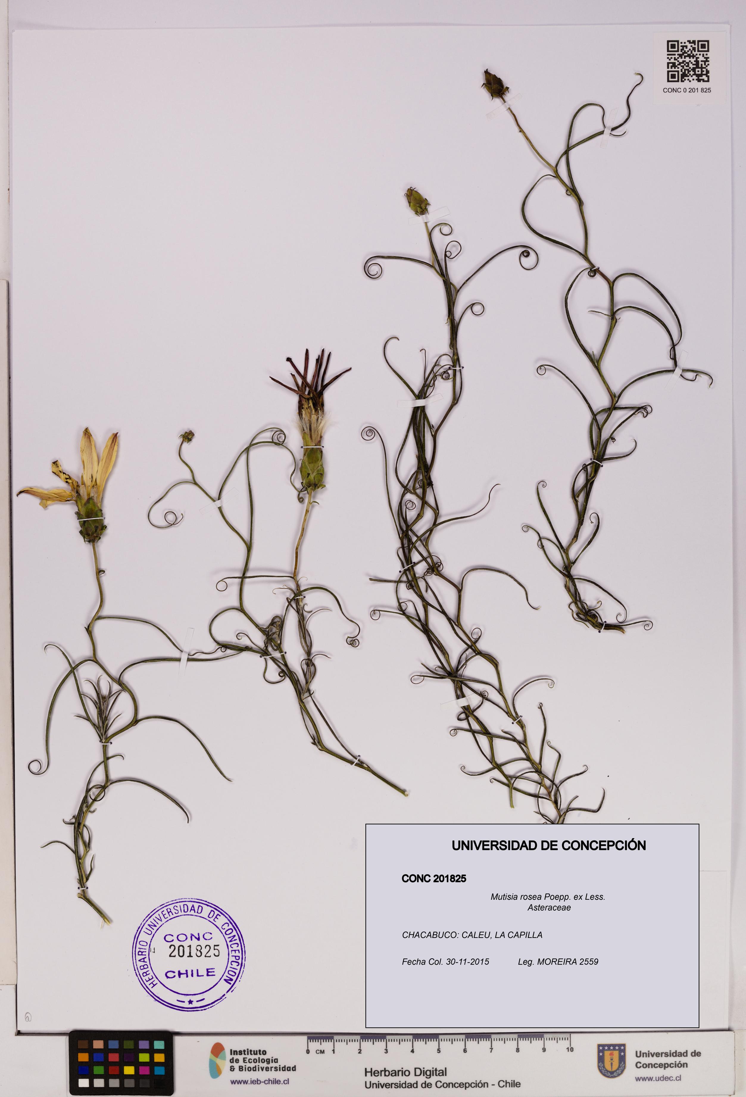 Mutisia rosea [Espécimen: UDEC:CONC:0201825]