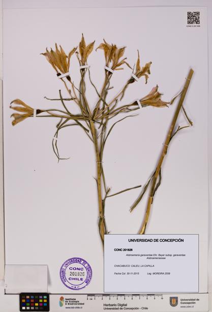 Alstroemeria garaventae subsp. garaventae [Espécimen: UDEC:CONC:0201826]