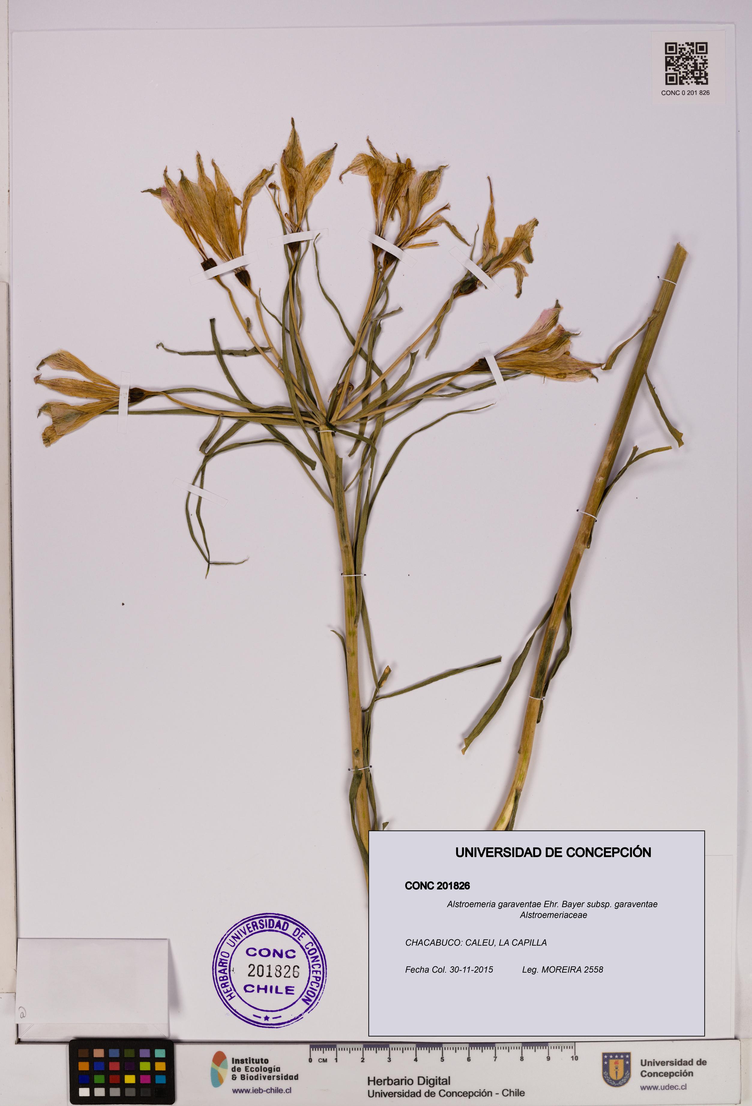 Alstroemeria garaventae subsp. garaventae [Espécimen: UDEC:CONC:0201826]