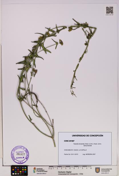 Tweedia birostrata [Espécimen: UDEC:CONC:0201827]