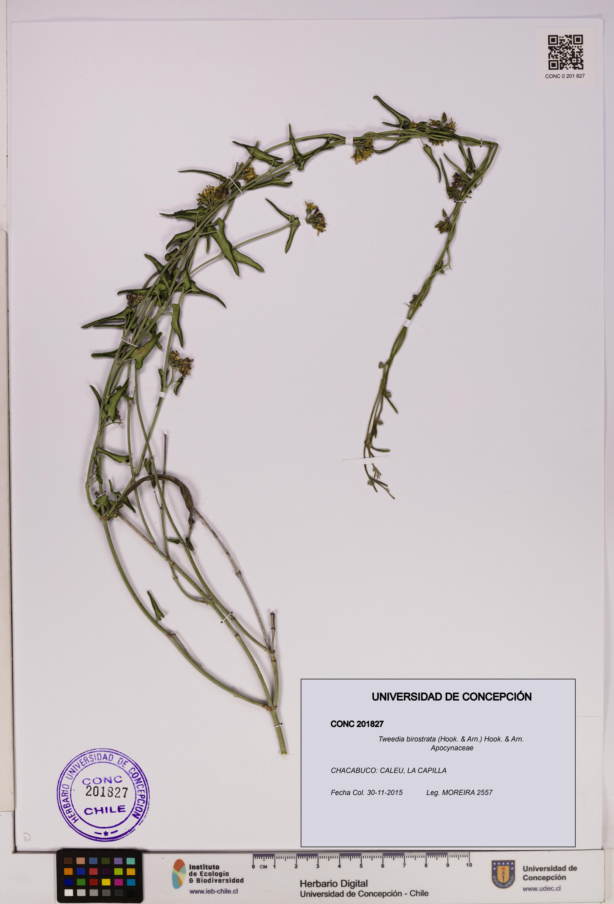 Tweedia birostrata [Espécimen: UDEC:CONC:0201827]