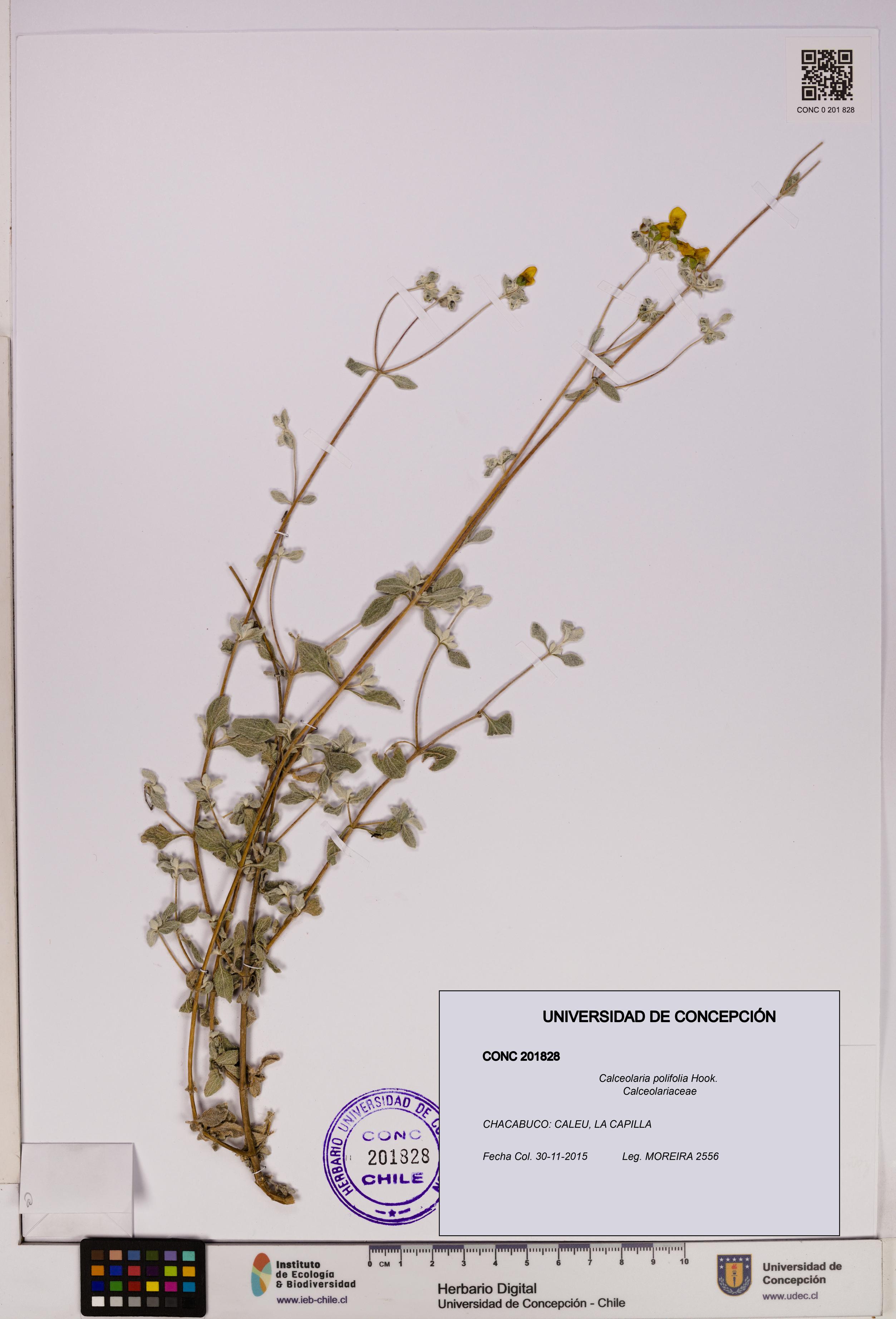 Calceolaria polifolia [Espécimen: UDEC:CONC:0201828]