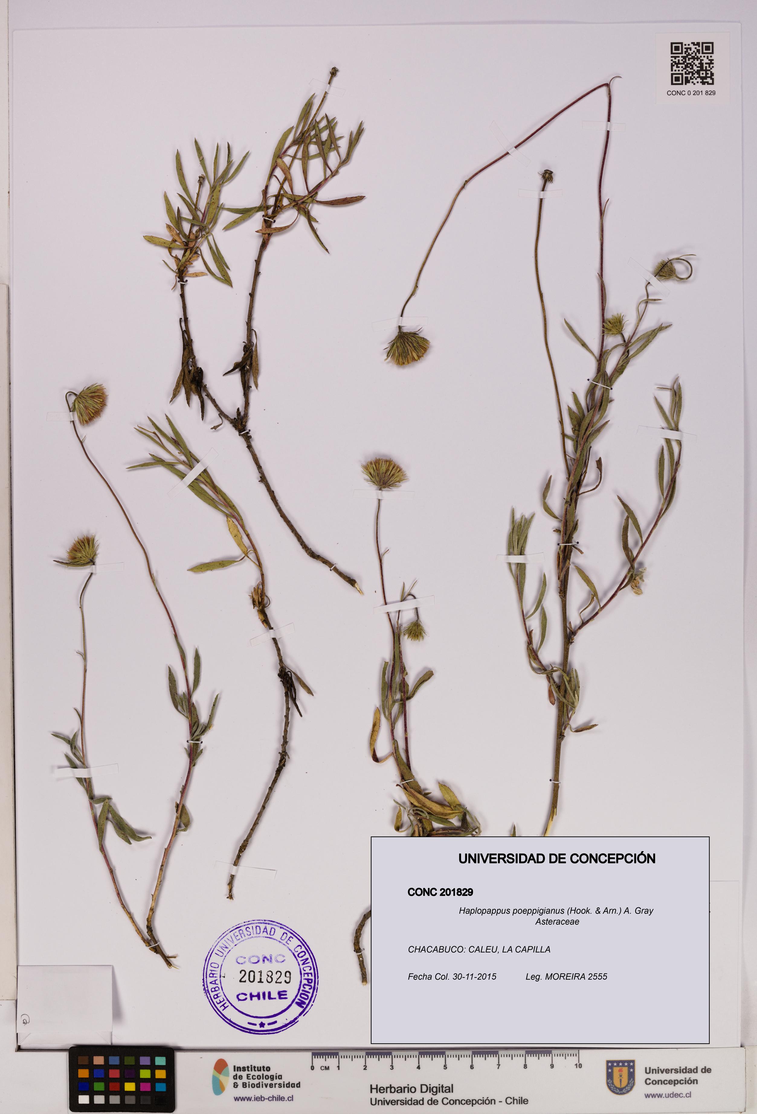 Haplopappus poeppigianus [Espécimen: UDEC:CONC:0201829]