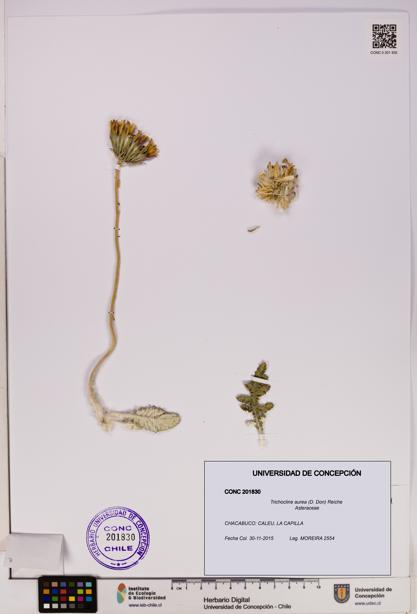 Trichocline aurea [Espécimen: UDEC:CONC:0201830]