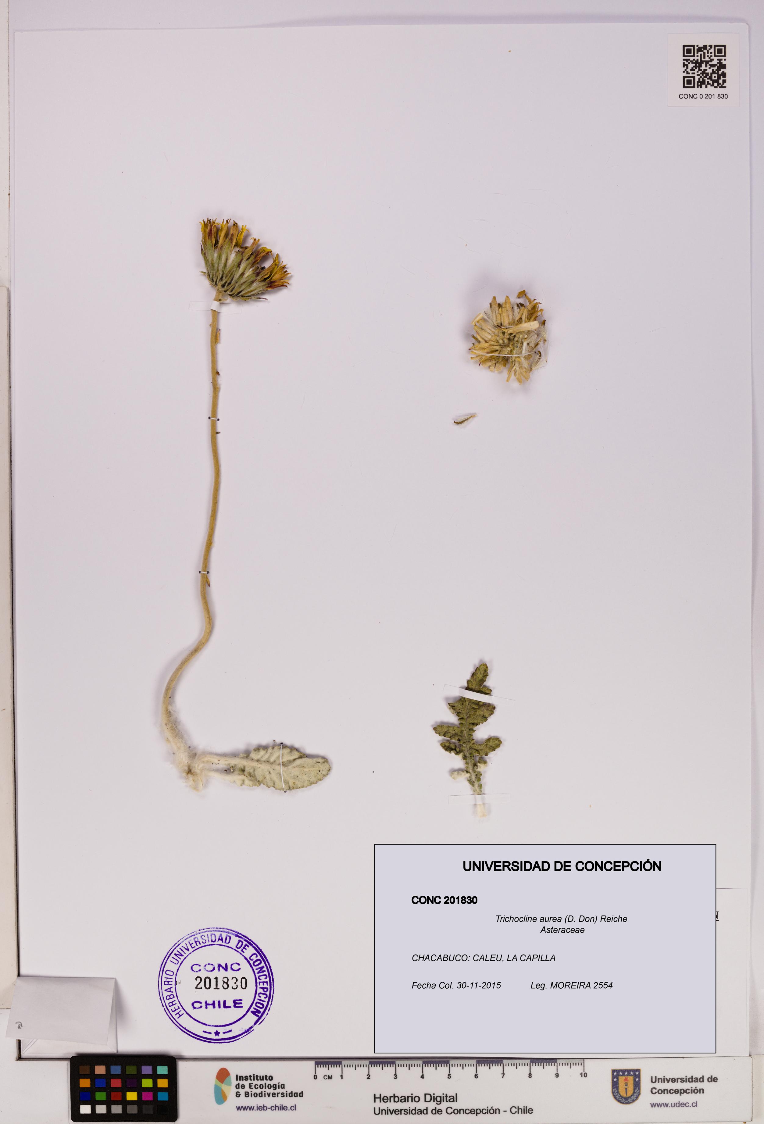 Trichocline aurea [Espécimen: UDEC:CONC:0201830]