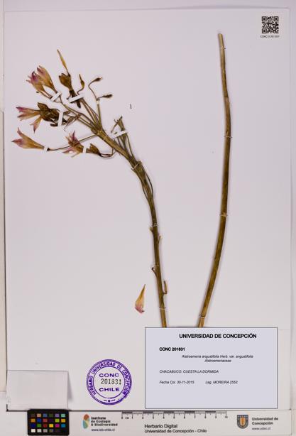Alstroemeria angustifolia [Espécimen: UDEC:CONC:0201831]
