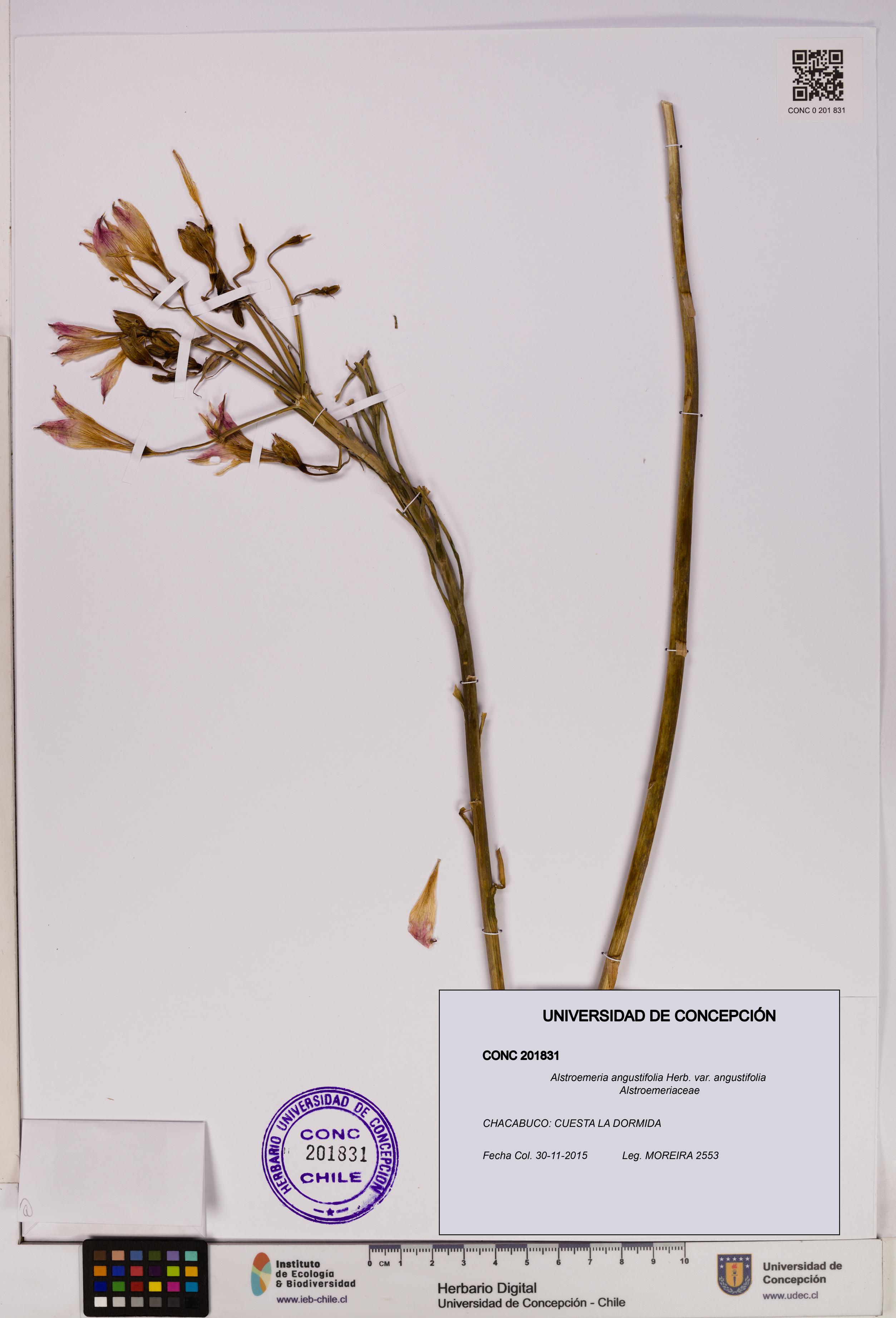 Alstroemeria angustifolia [Espécimen: UDEC:CONC:0201831]