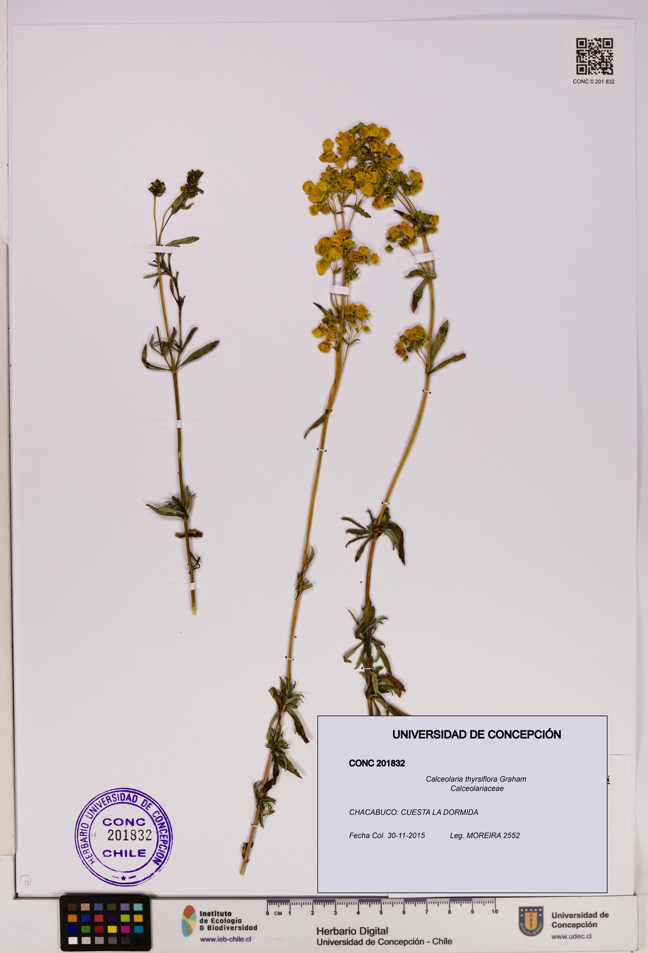 Calceolaria thyrsiflora [Espécimen: UDEC:CONC:0201832]