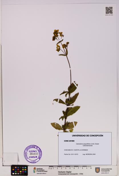 Calceolaria angustifolia [Espécimen: UDEC:CONC:0201833]