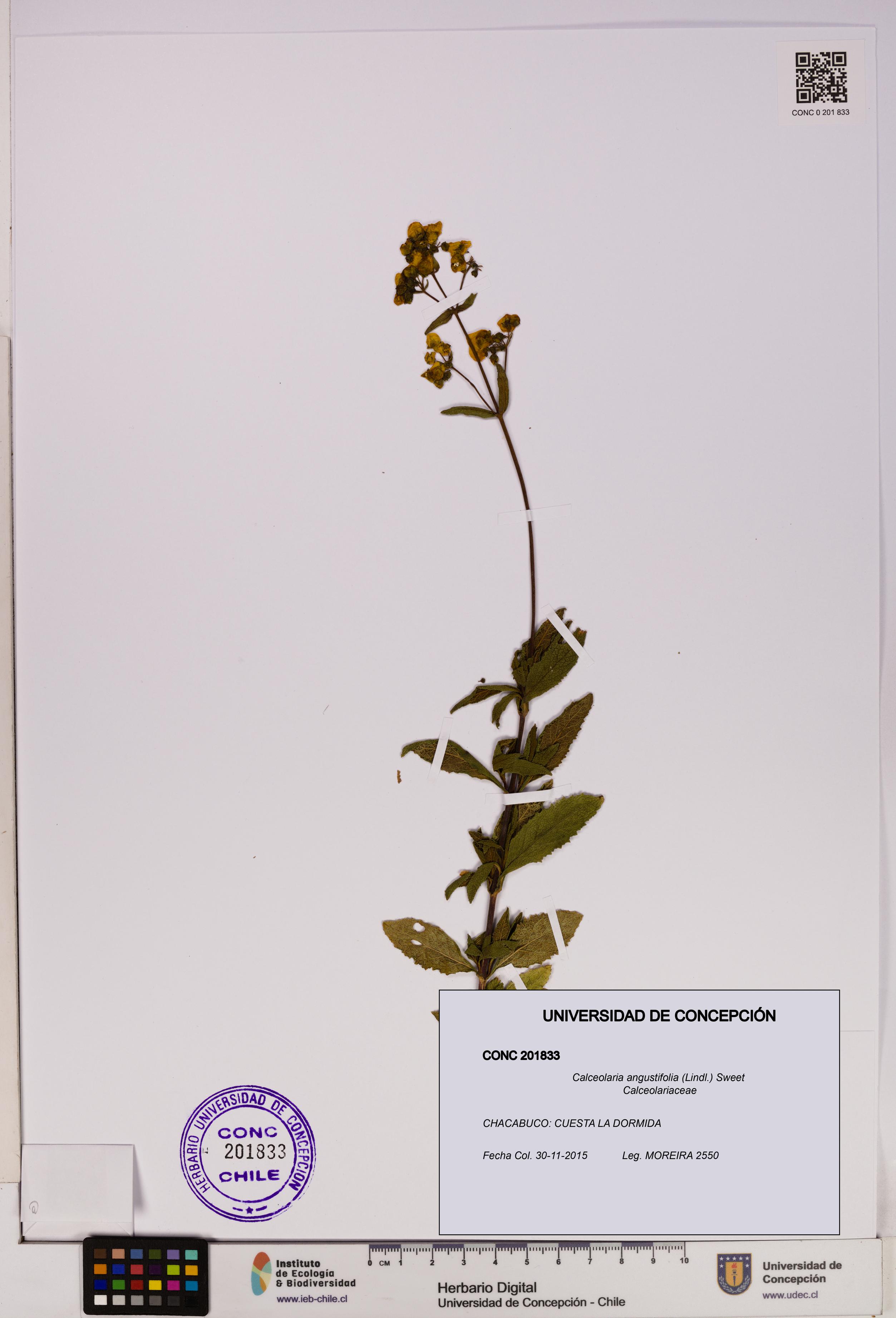 Calceolaria angustifolia [Espécimen: UDEC:CONC:0201833]