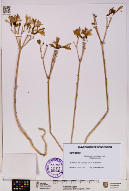 Alstroemeria cummingiana [Espécimen: UDEC:CONC:0201834]